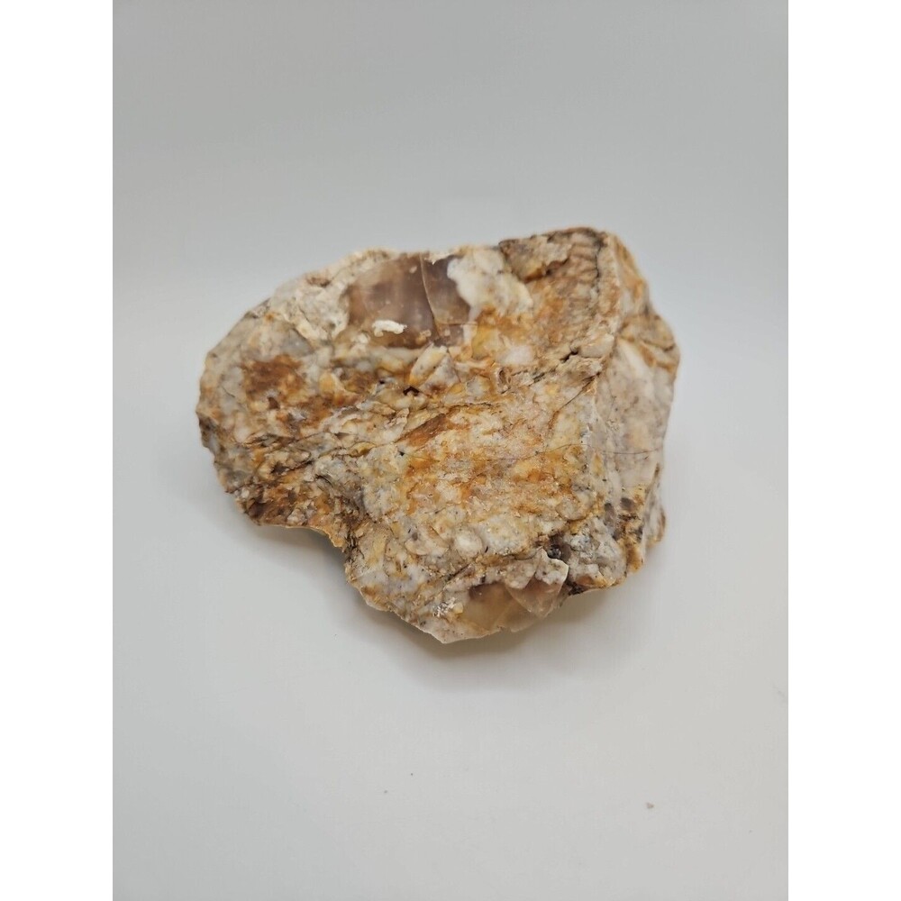 Petrified Opalized Wood 15.1 oz Spectacular Display Specimen Eastern WA